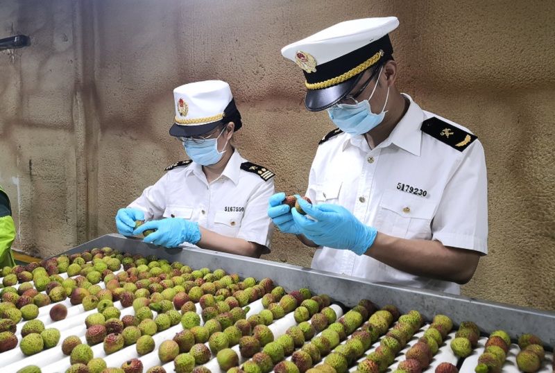 广州海关所属佛山海关驻高明办事处关员对出口鲜荔枝进行检疫监管2