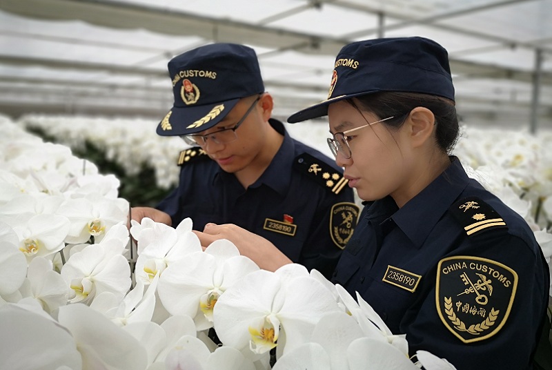 淮安海关精准助力蝴蝶兰鲜切花再次“花开”韩国市场（图）