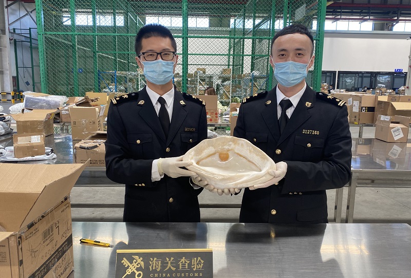 图为：宁波机场海关在入境快件中查获濒危物种砗磲。葛盈盈摄
