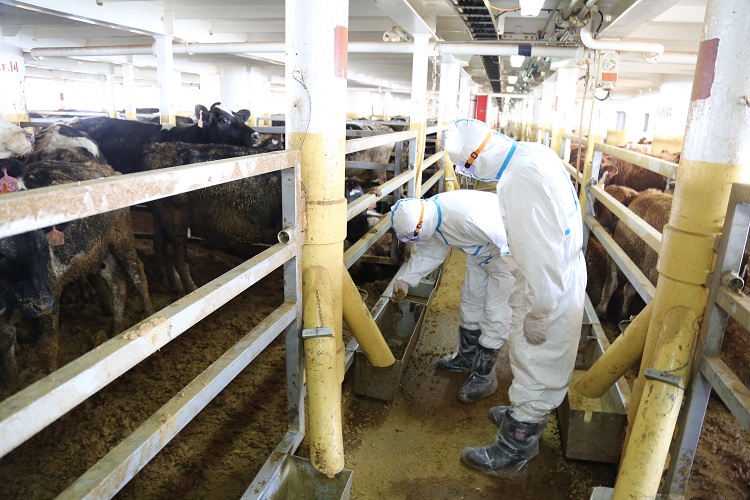 南京海关所属盐城海关高效保障5574头进境