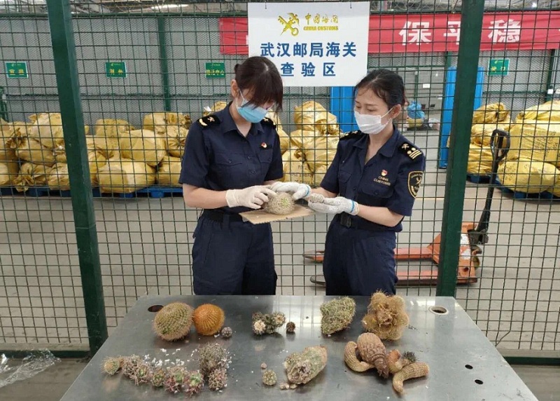 武汉邮局海关查获非法邮寄 武汉邮局海关查获非法邮寄