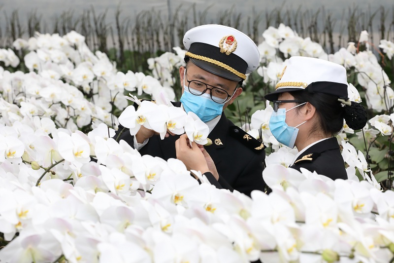 连云港海关“绿色通道”为出口花卉“保鲜”（图）