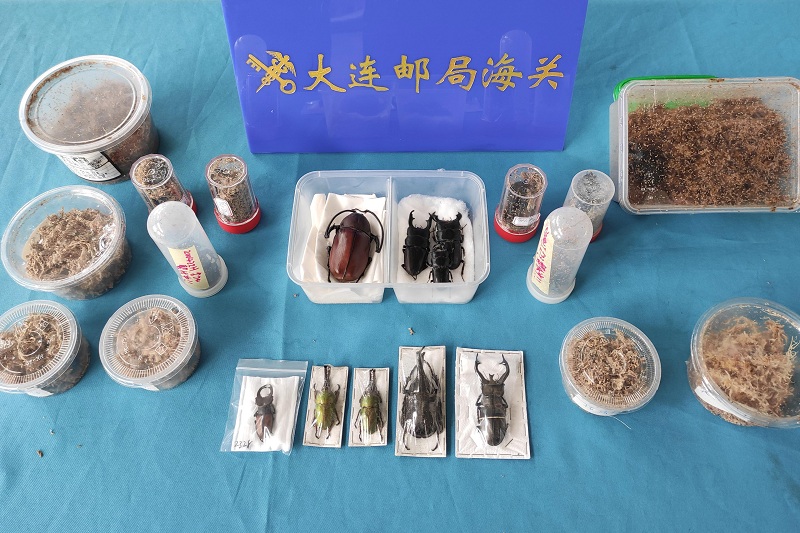 大连邮局海关截获大量活体昆虫及标本（图）