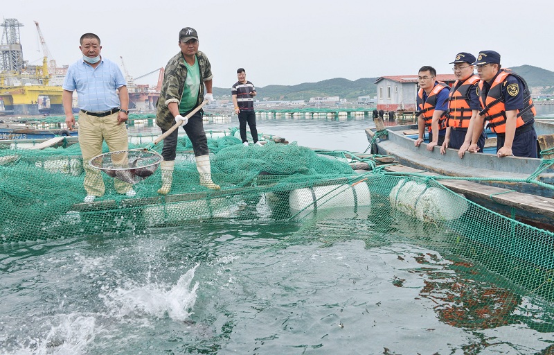 7.6万尾出口河鲀“近海度夏”（图）
