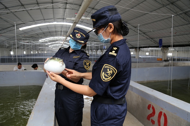 中国河鲀更有“底气”——唐山海关助力企业扩大出口（图）