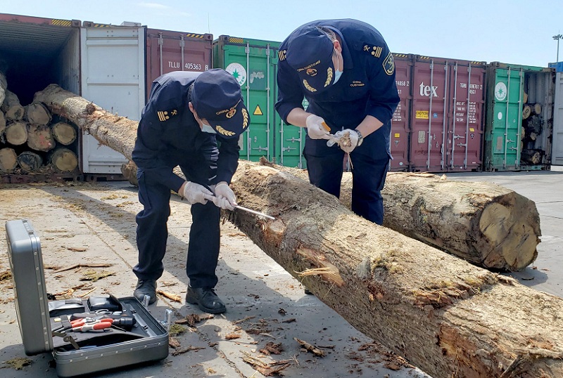 大窑湾海关畅通进口原木供应链（图）1