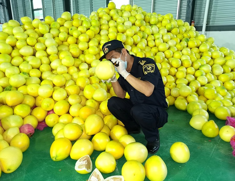 “大埔蜜柚”实力“出圈”畅销欧盟(图) “大埔蜜柚”实力“出圈”畅销欧盟(图)