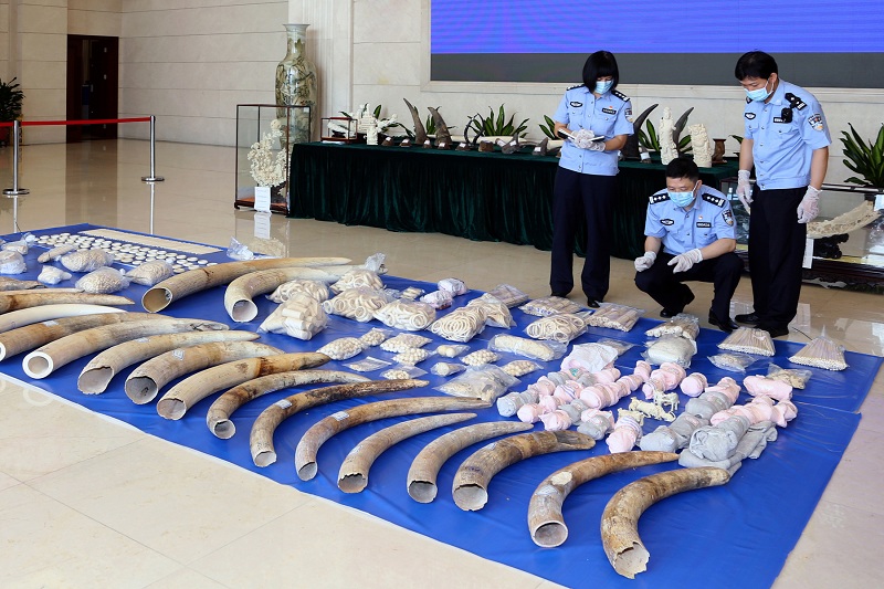 江门海关破获一起特大走私象牙、犀牛角等野生动物及其制品案(图) 江门海关破获一起特大走私象牙、犀牛角等野生动物及其制品案(图)