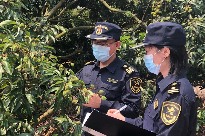 湛江海关支持粤西荔枝逆势飘香海外 助力果农丰产又丰收（图）1